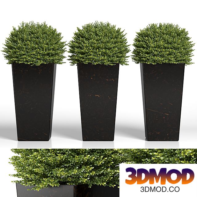 Buxus sempervirens in modern planters