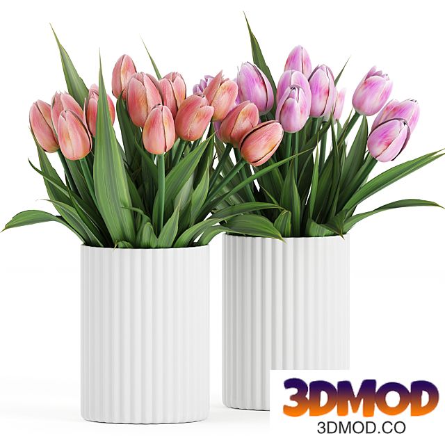 Flower Pack 250C Tulips
