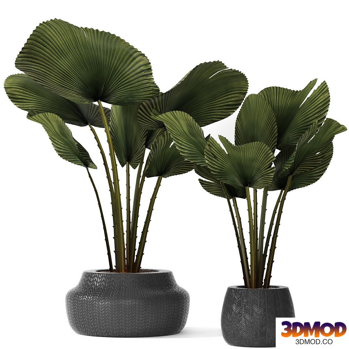 A collection of palms in pots 3. likuala, palm tree, flower, pot, bush