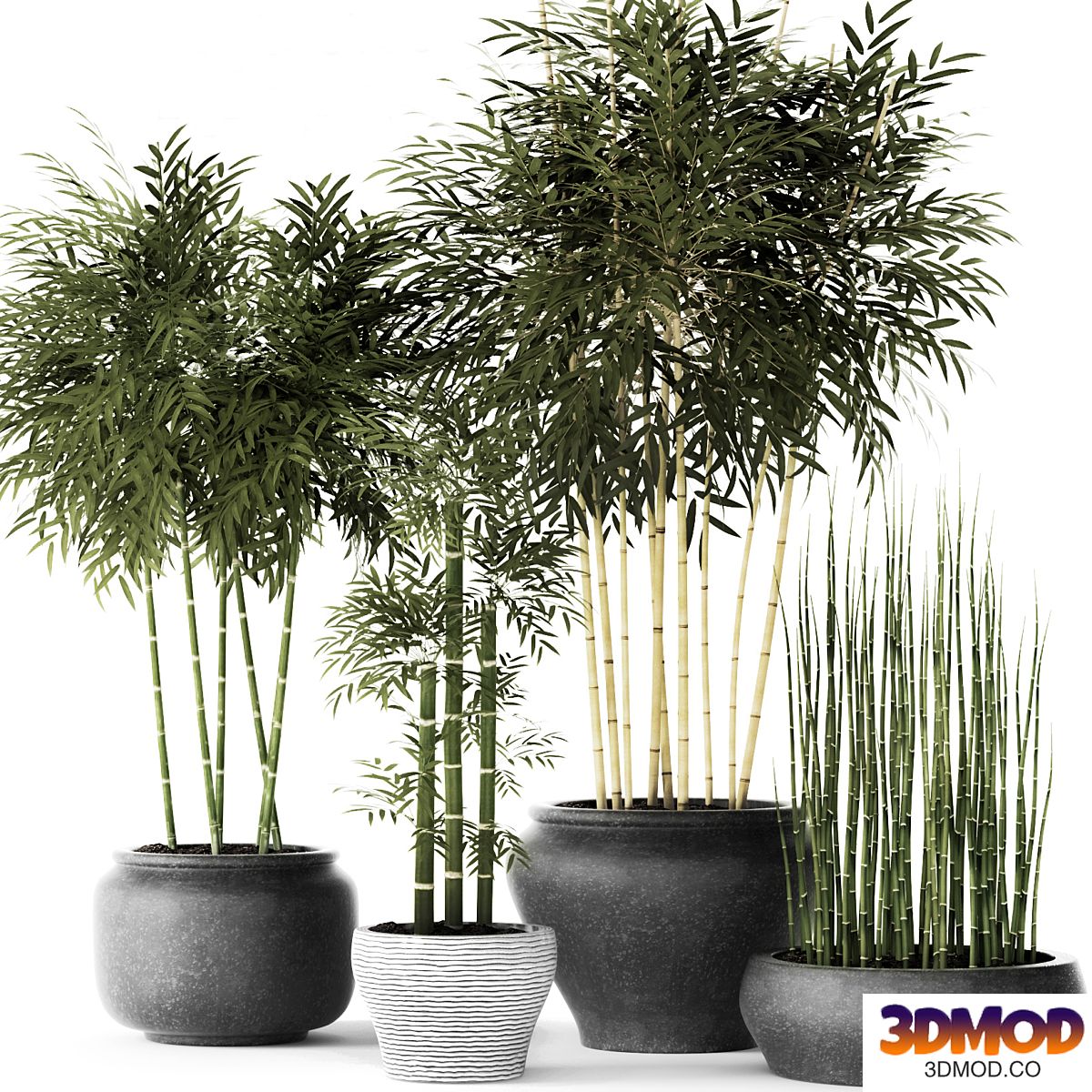 Bamboo and Equisetum, flower, pot, bamboo bush, thickets, bamboo, pot, flowerpot, outdoor, horsetail
