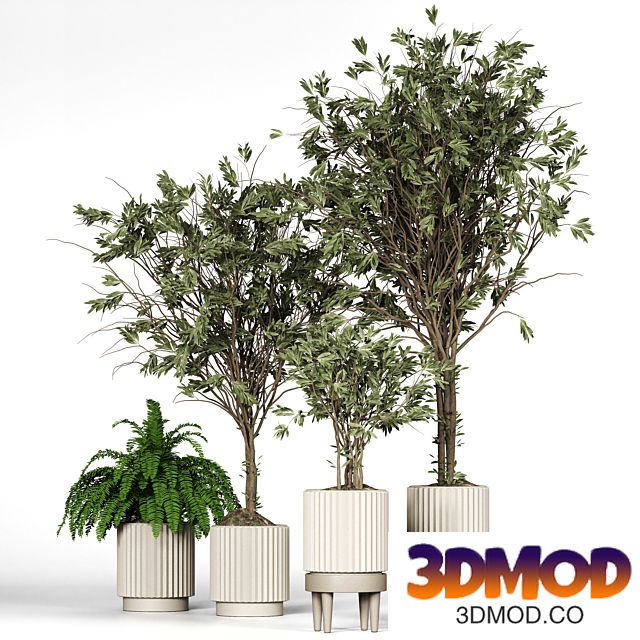 Collection_plant_05