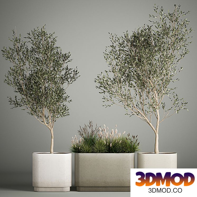 Collection of plants decorative olive trees in outdoor flowerpots for the interior with bushes in pots. 1122.