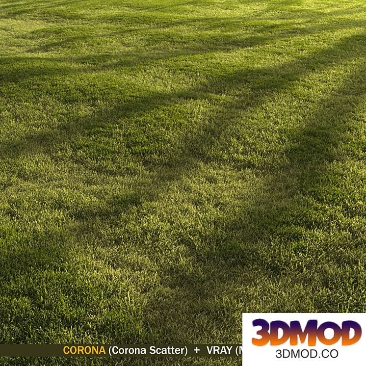 Forest grass