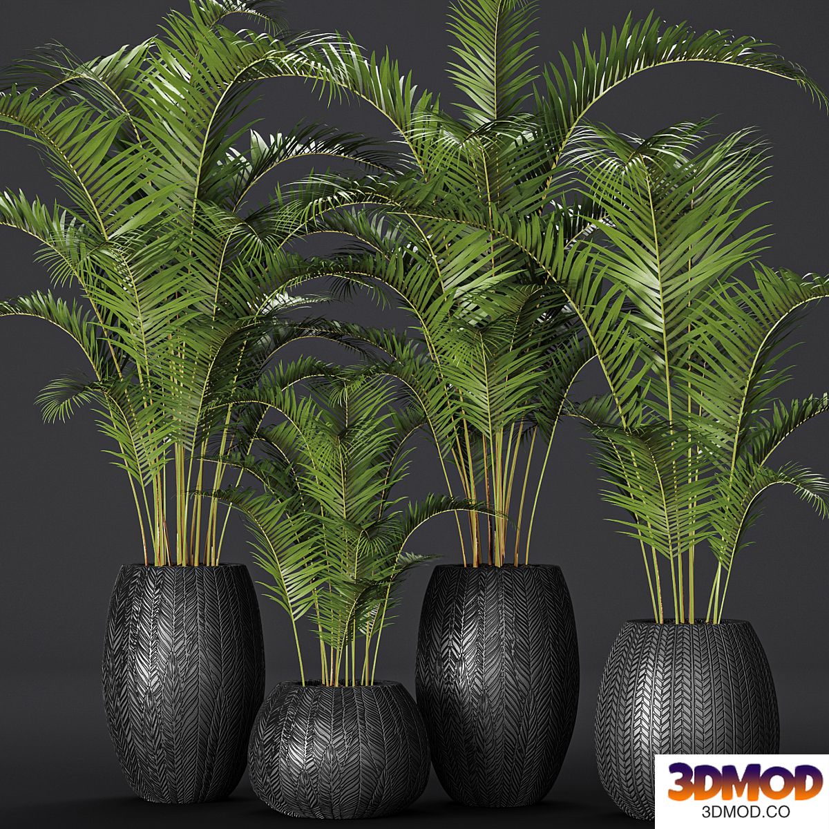 A collection of palms in pots 2. palm tree, flower, pot, bush, flowerpot