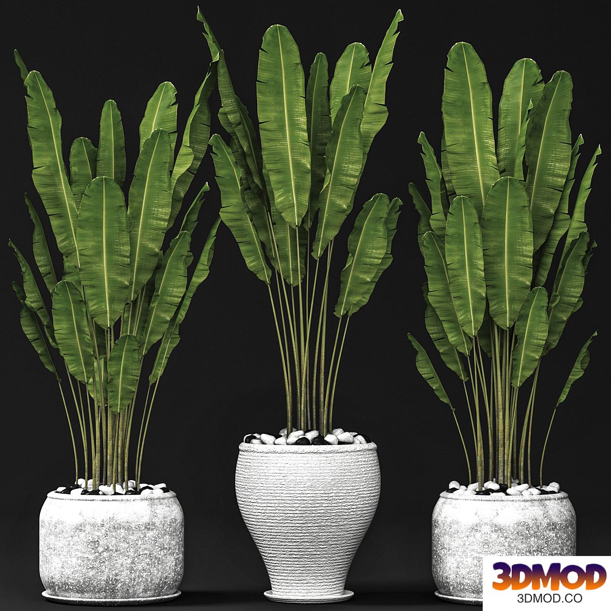 Set of banana trees, Strelitzia, pot, bush, flowerpot, decorative