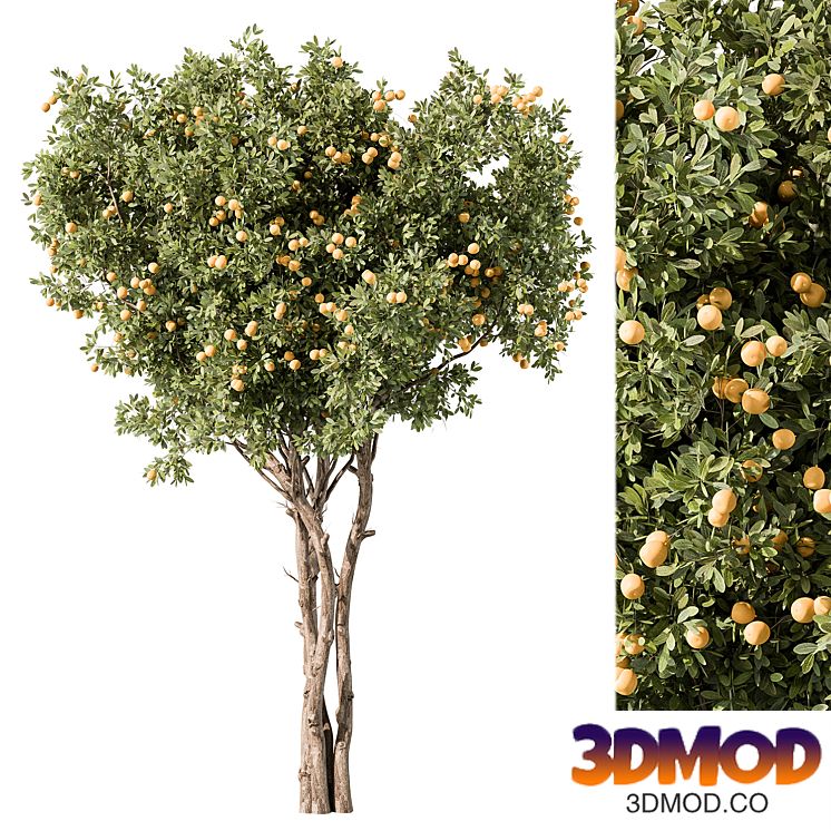 Lemon Tree Set 117