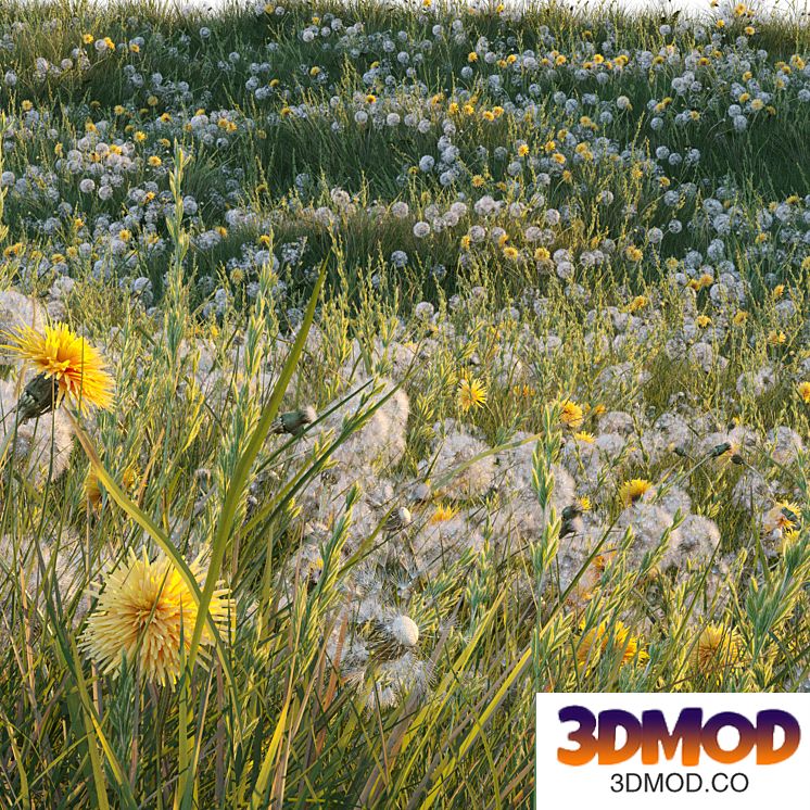 Spring summer field grass with white and yellow dandelions