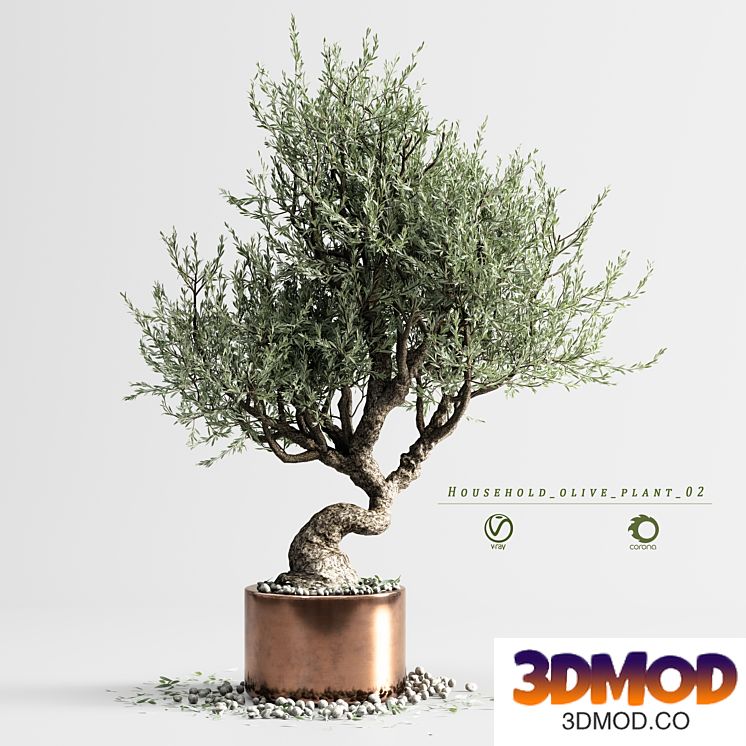 household olive plant 02
