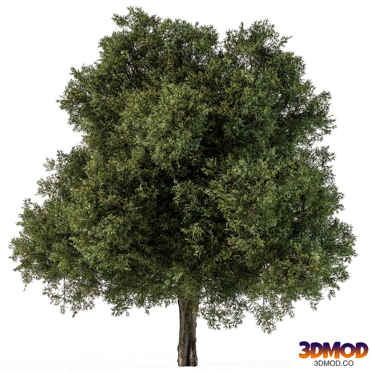 Tree Green Maple - Set 99