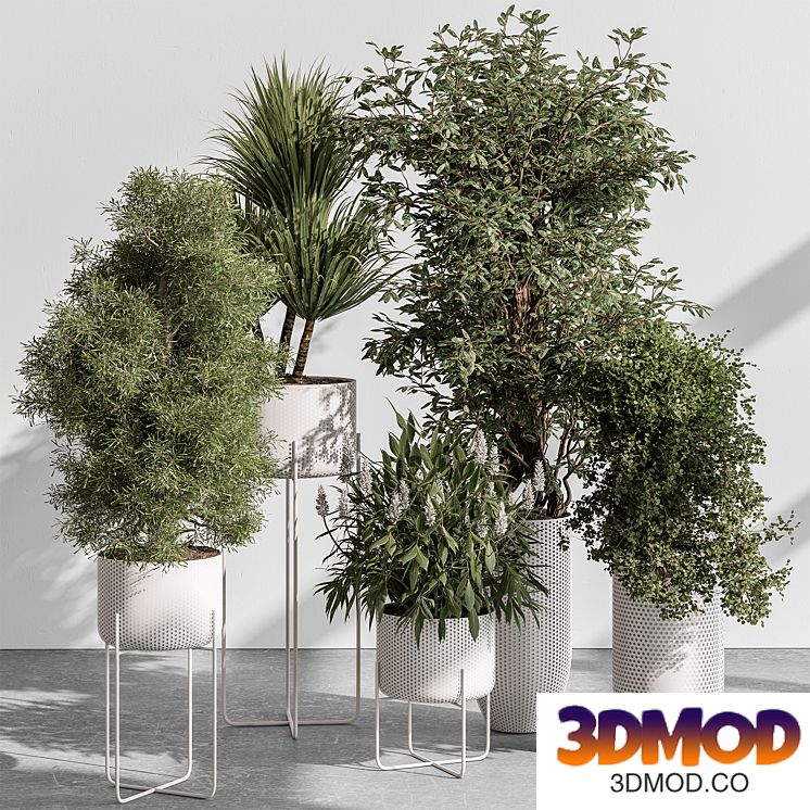 indoor Plant 431 - Tree and Bush