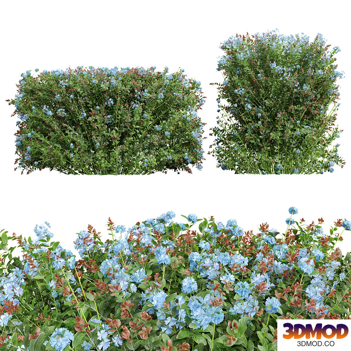 New Plant Ceratostigma Plumbaginoides Bleiwurz Box