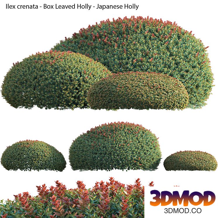 Ilex crenata - Box Leaved Holly - Japanese Holly - 02
