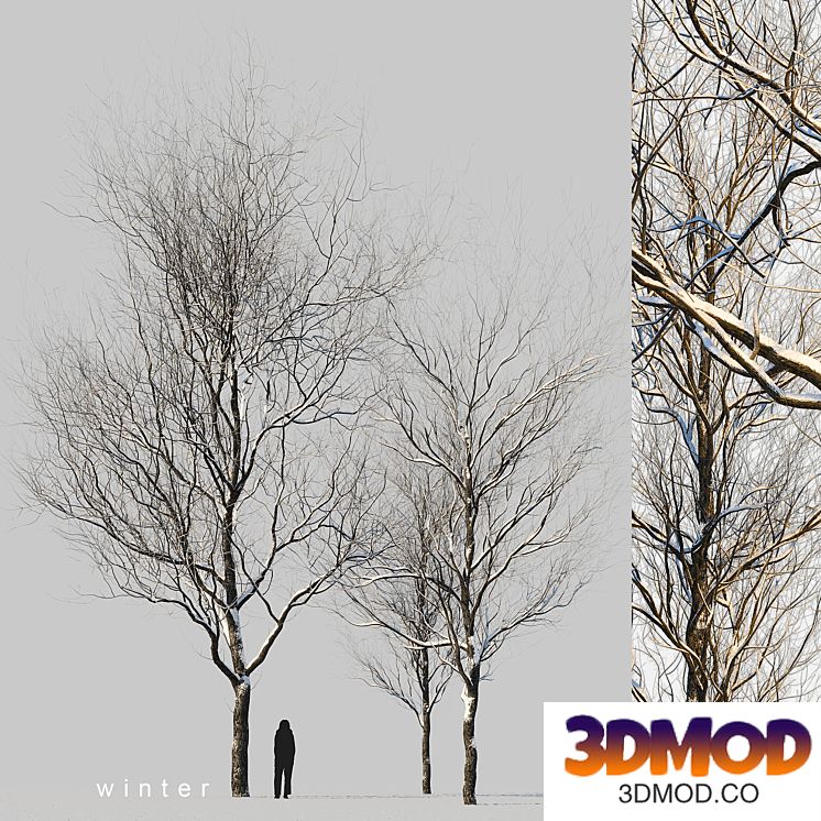 snow-covered trees