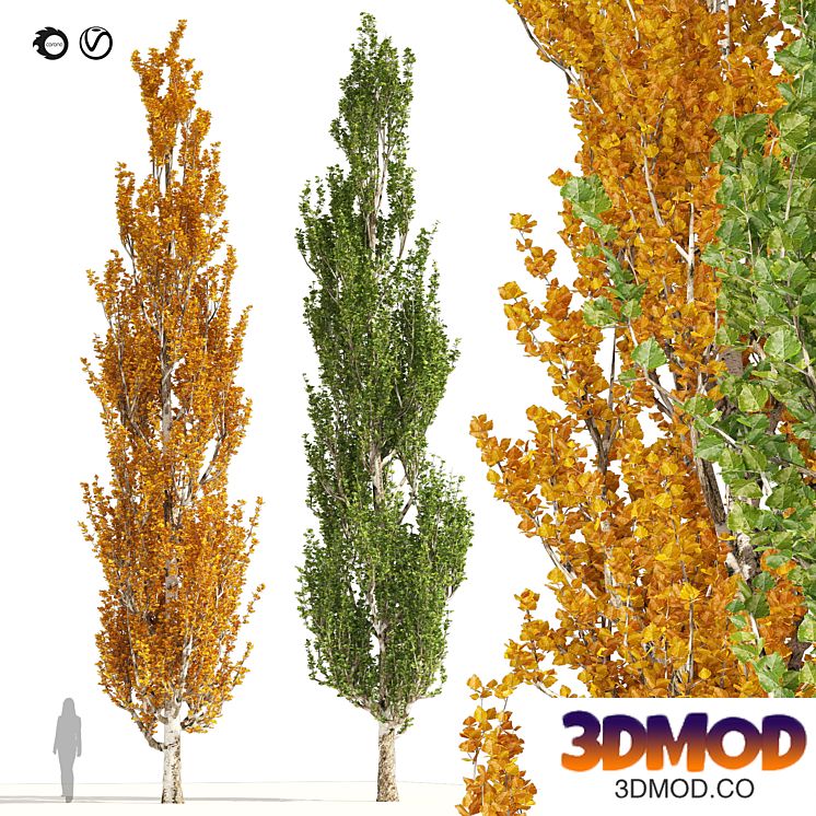 Summer and Autumn Lombardy poplar trees