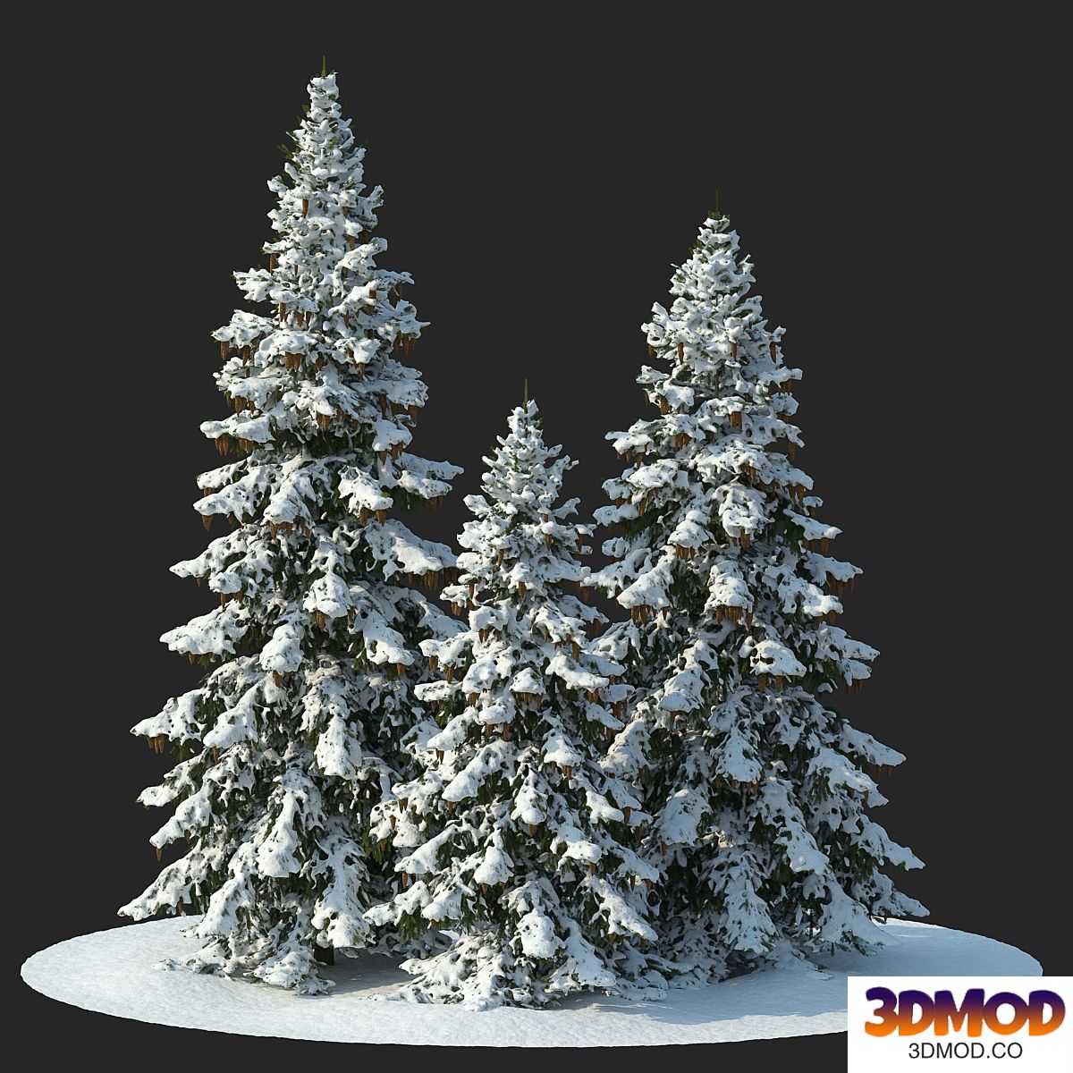 Winter spruces (Winter spruces)