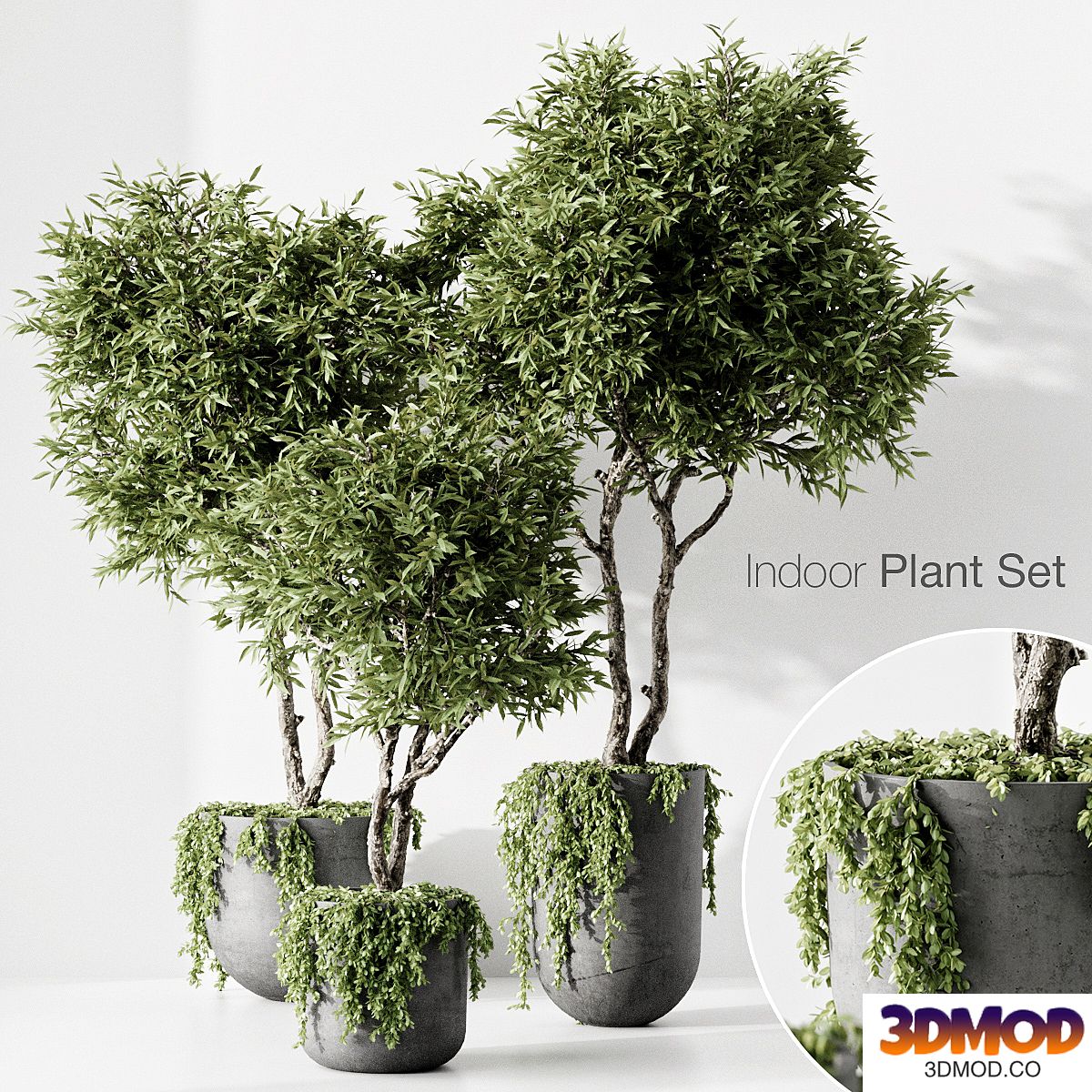 indoor plant