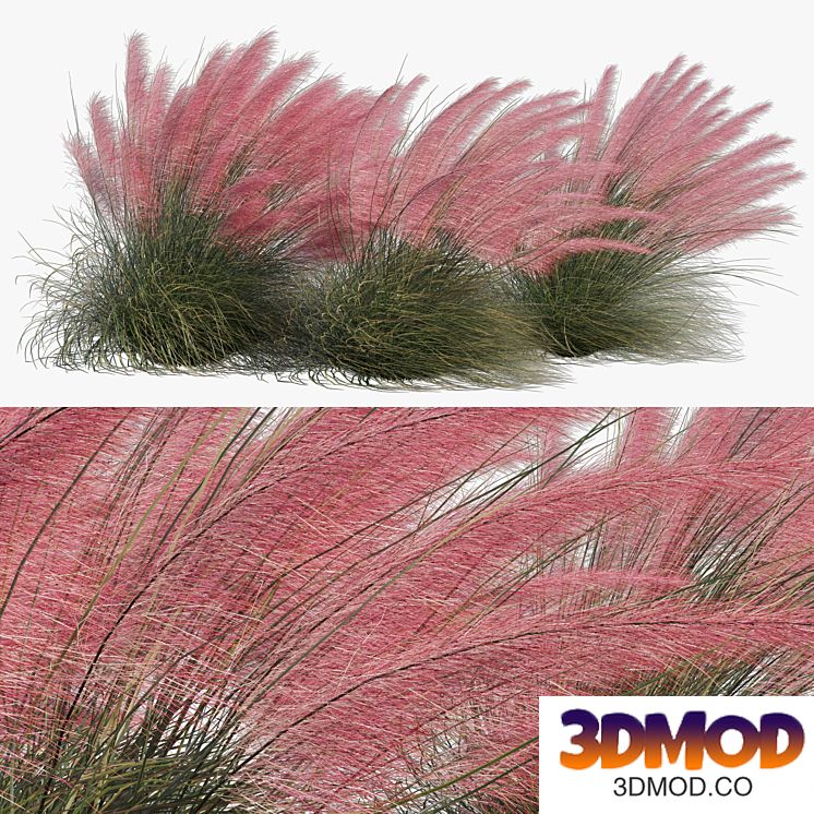Muhlenbergia Capillaris - Pink Muhly Grass 04