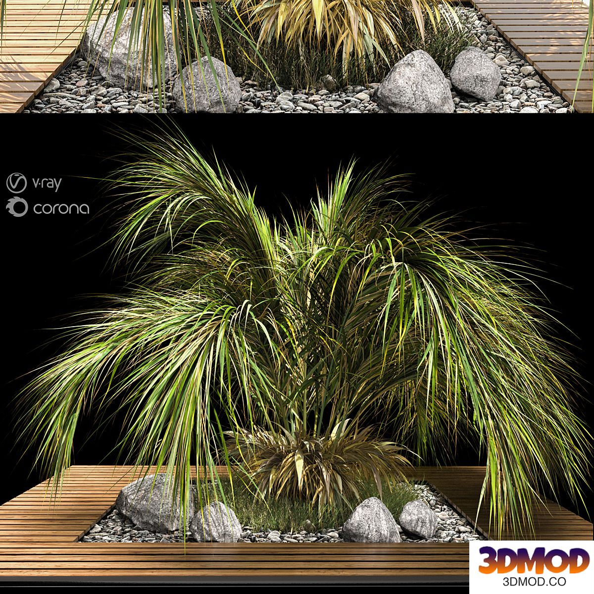 palm tree