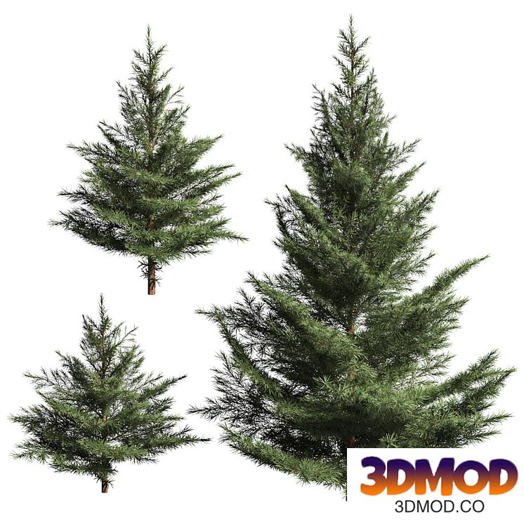 Collection of firs. 3 models