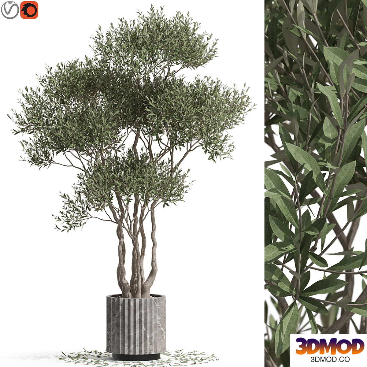 Plants collection 723
