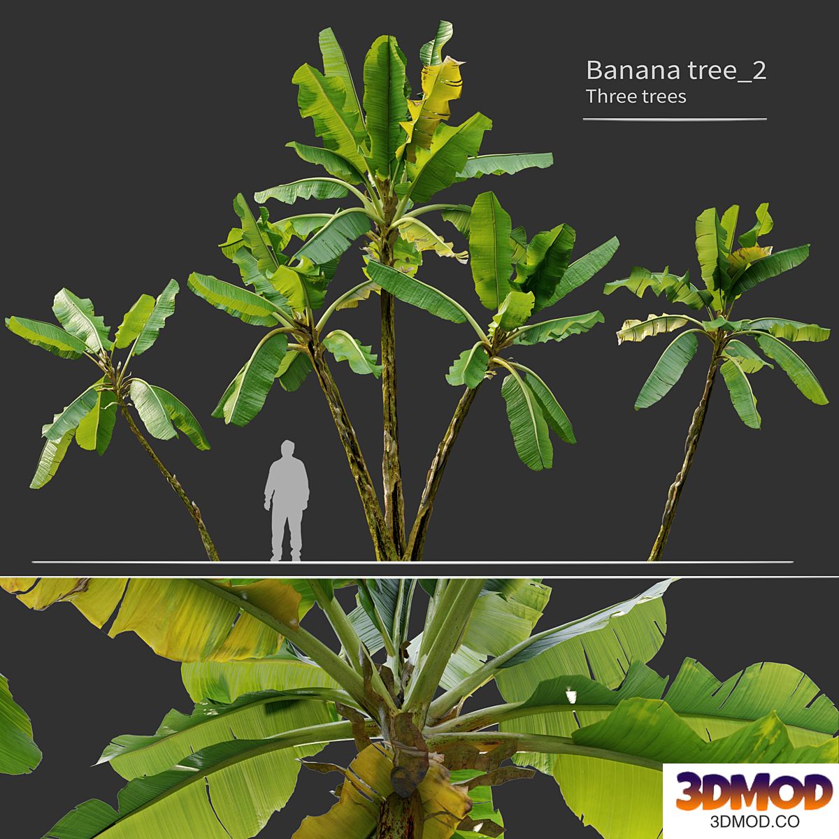 Banana tree_02