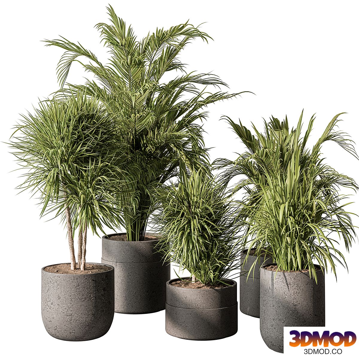 indoor Plant 483 - Tropical Plants