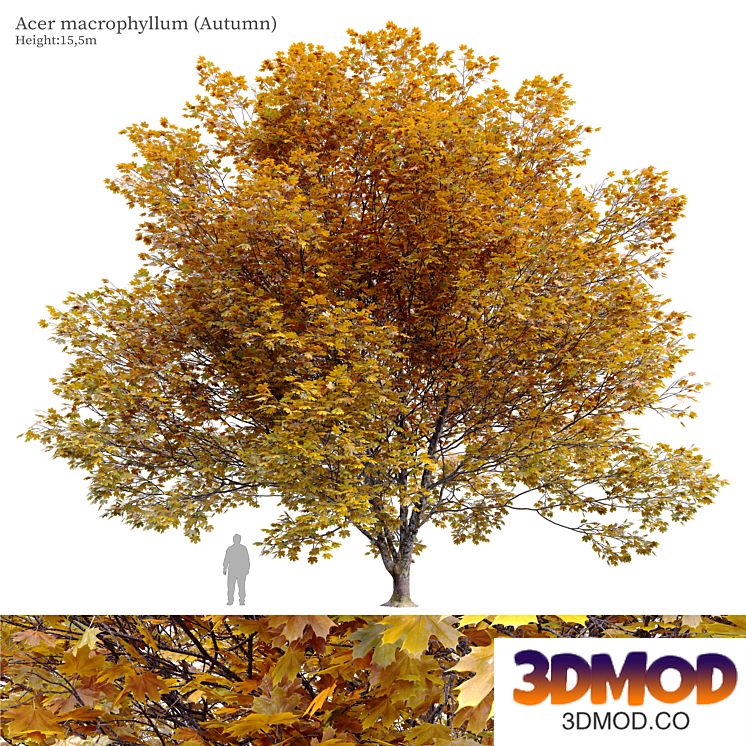 Acer macrophyllum (autumn)