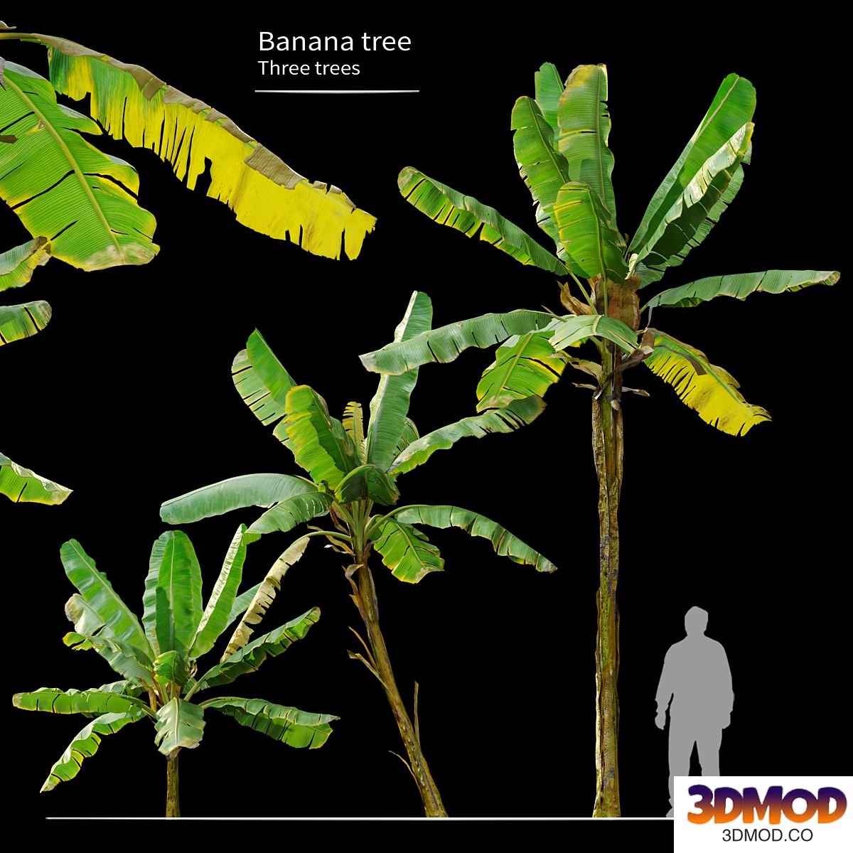 Banana Tree