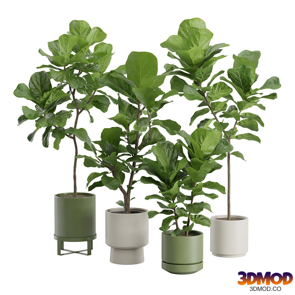 Ficus Lyrata Fiddle leaf