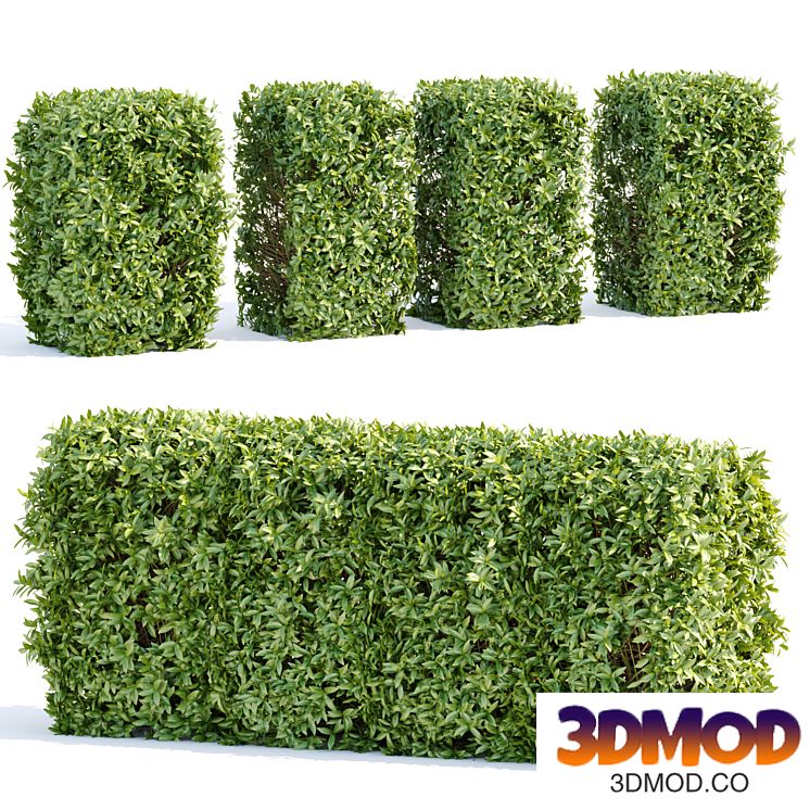 Laurel Hedging Bushes vol 111