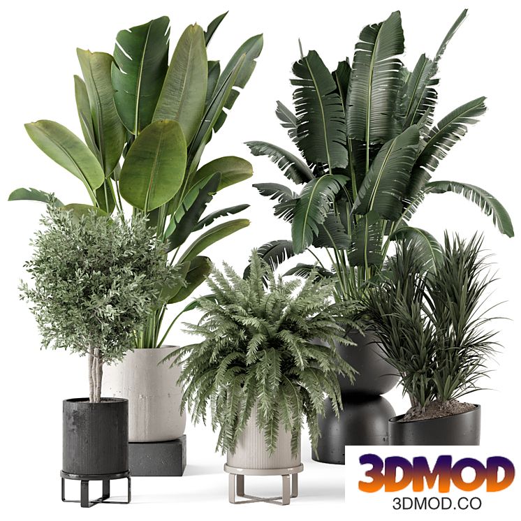 Indoor Plants in rusty Concrete Pot - Set 1167