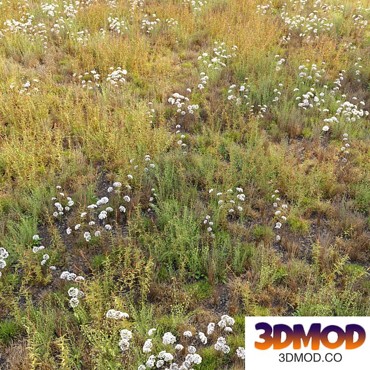 Meadow_10