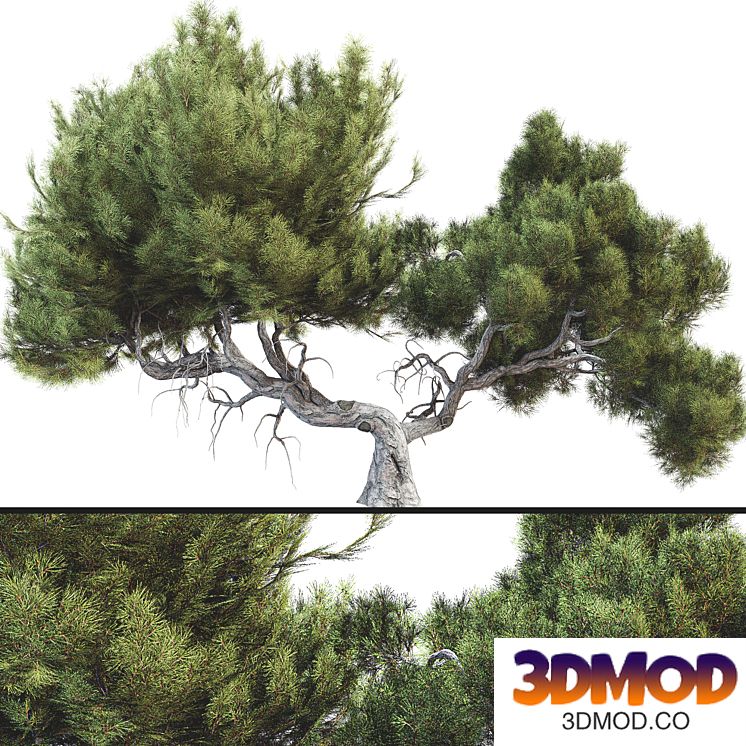 Tree 007