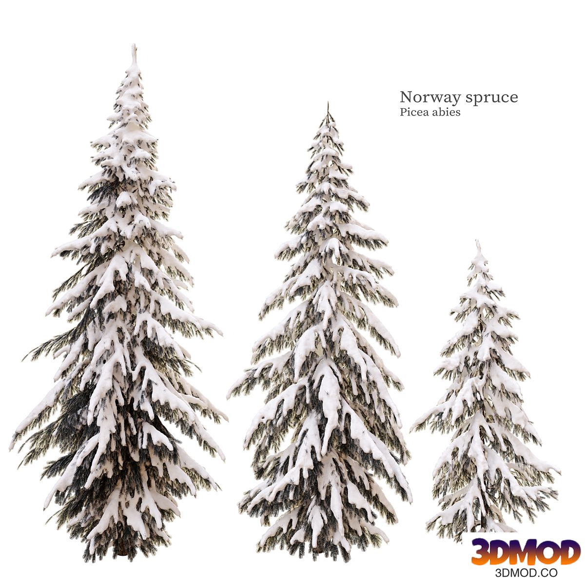 winter norway spruce