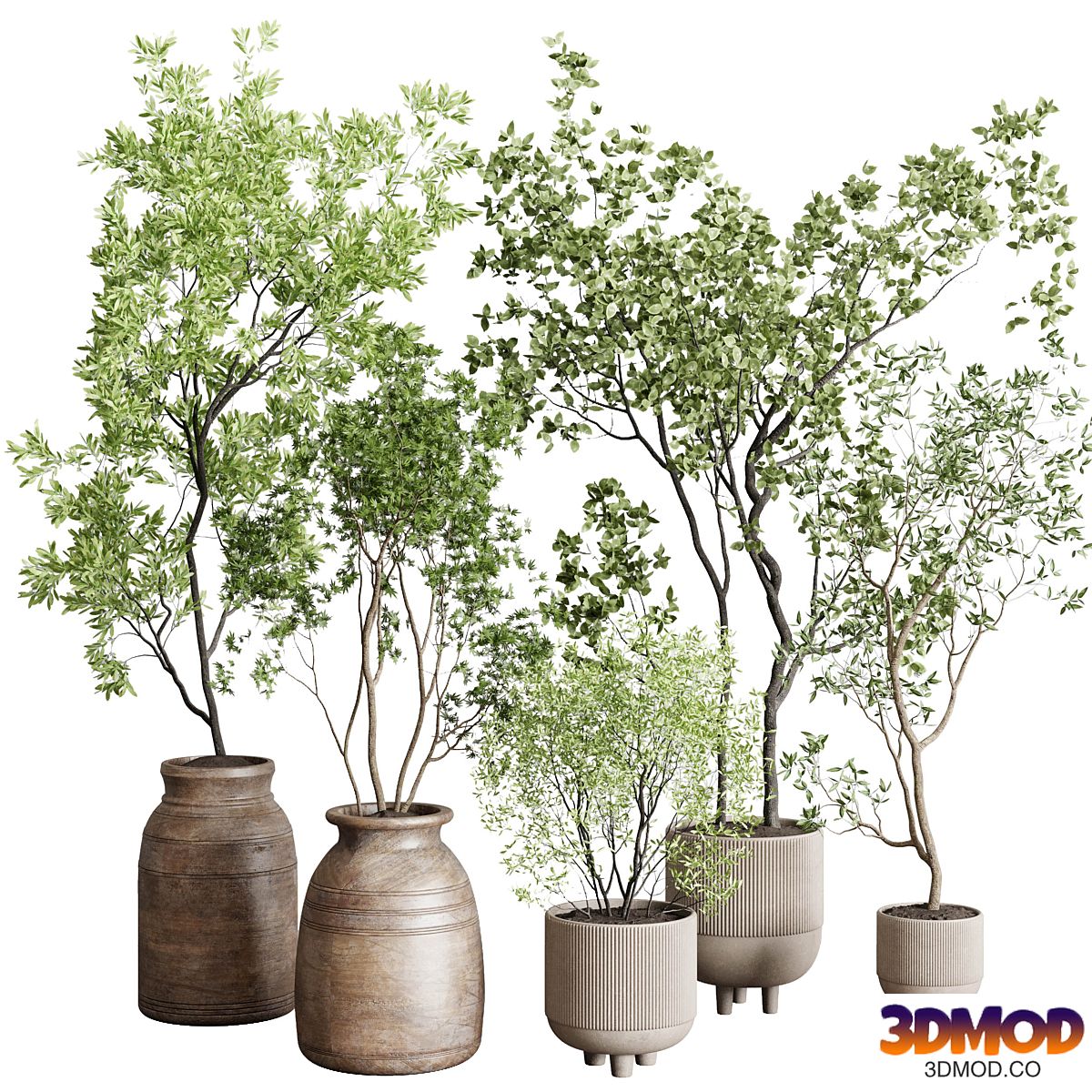 collection indoor plant 227