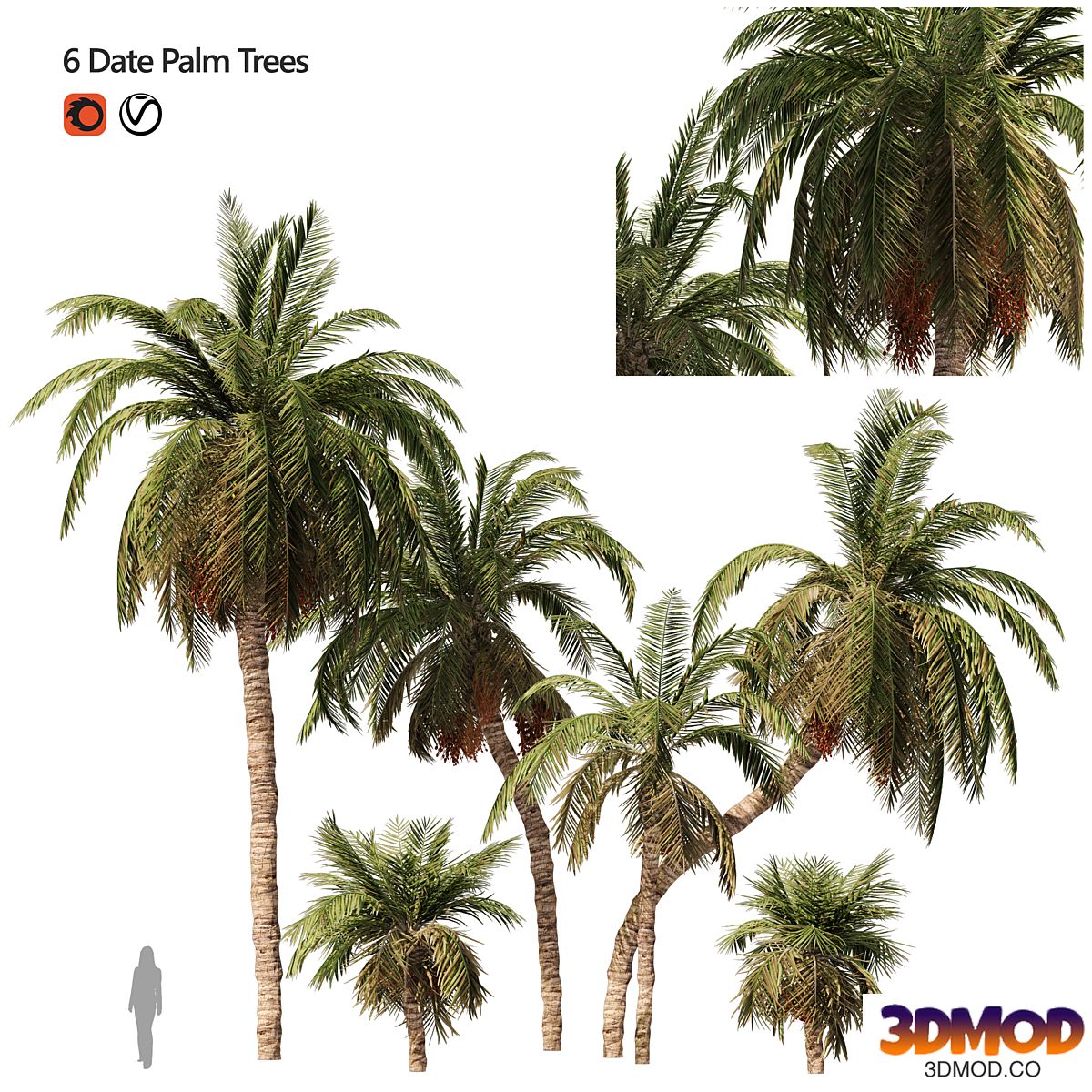 6 Arbian Date Palm Trees