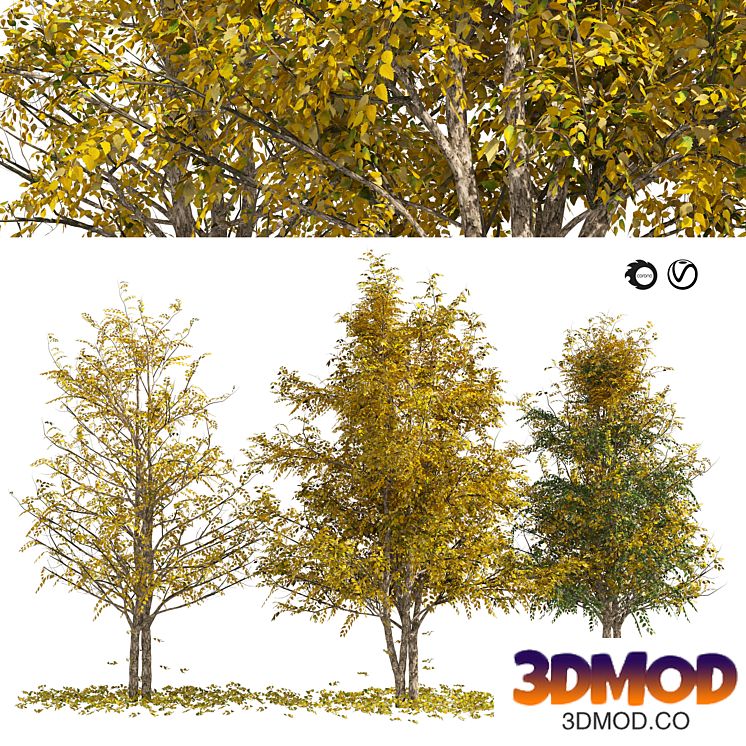 Fall Water birch Trees