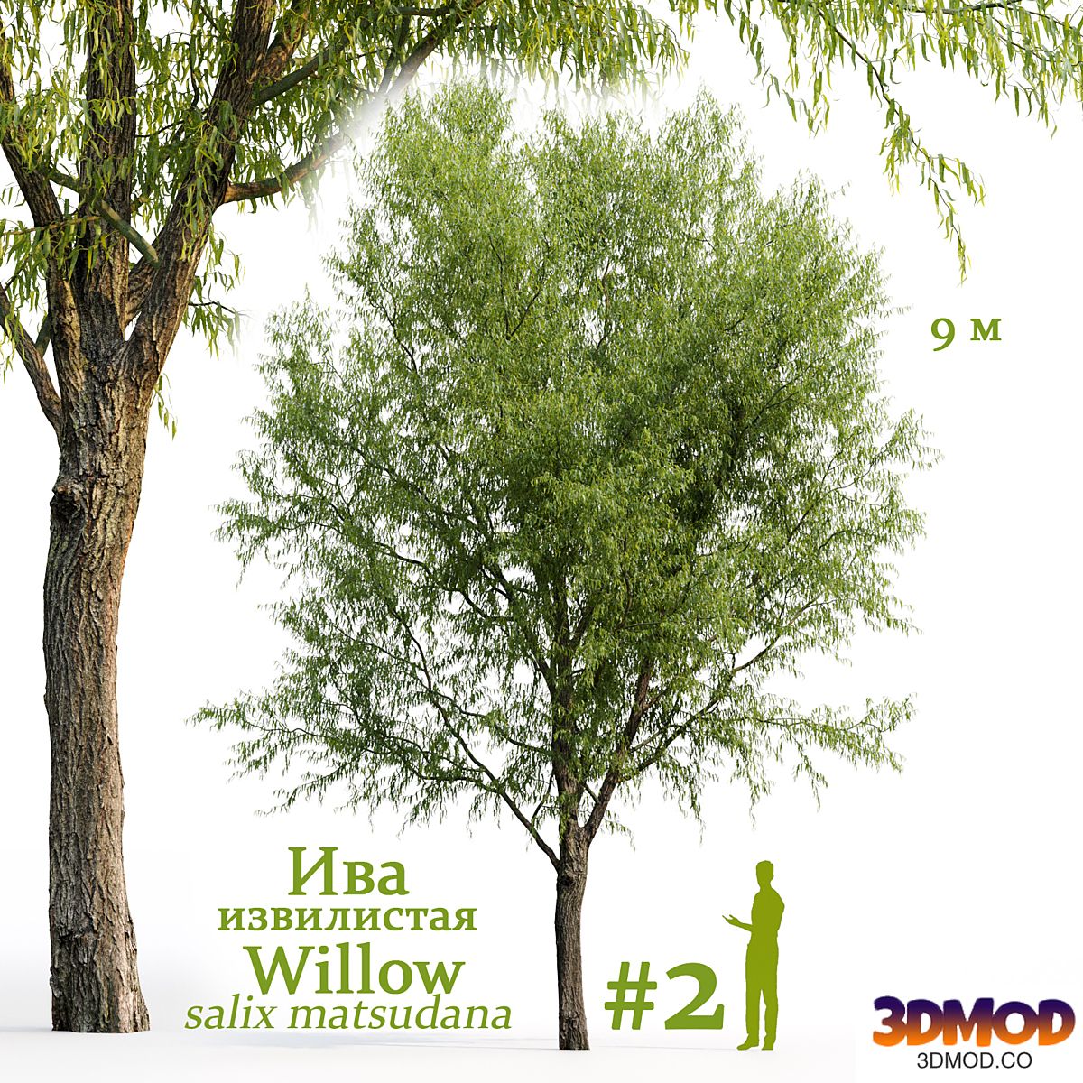 Willow / Salix matsudana #2
