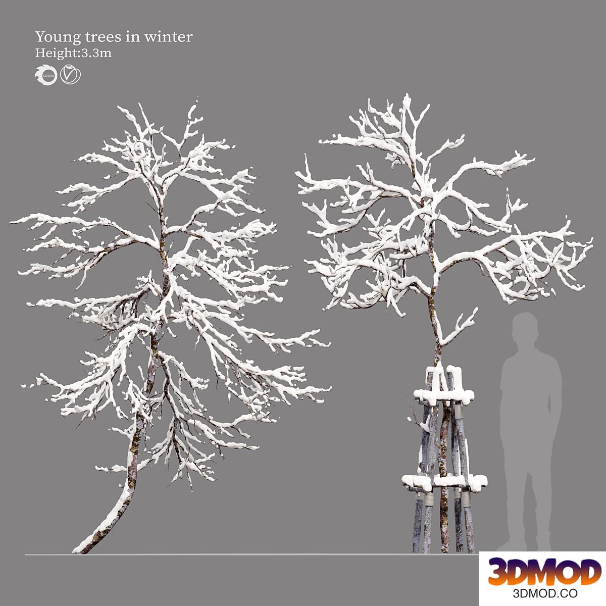 winter young trees