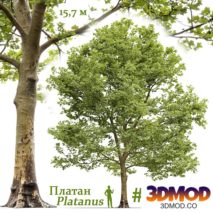 Plane-tree / Sycamore / Platanus #13