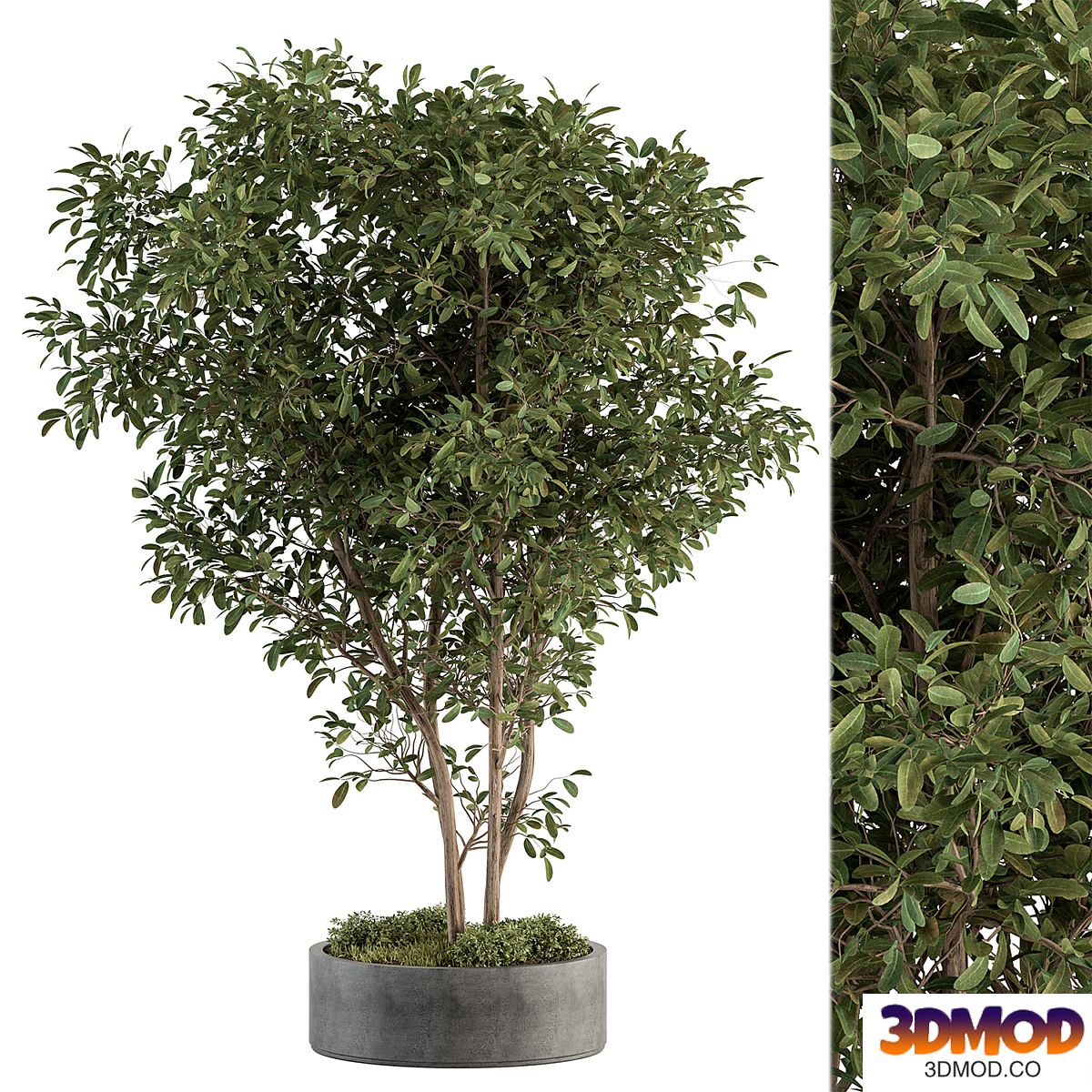 Outdoor Plant Set 405- Plant Set in Concrete Pot