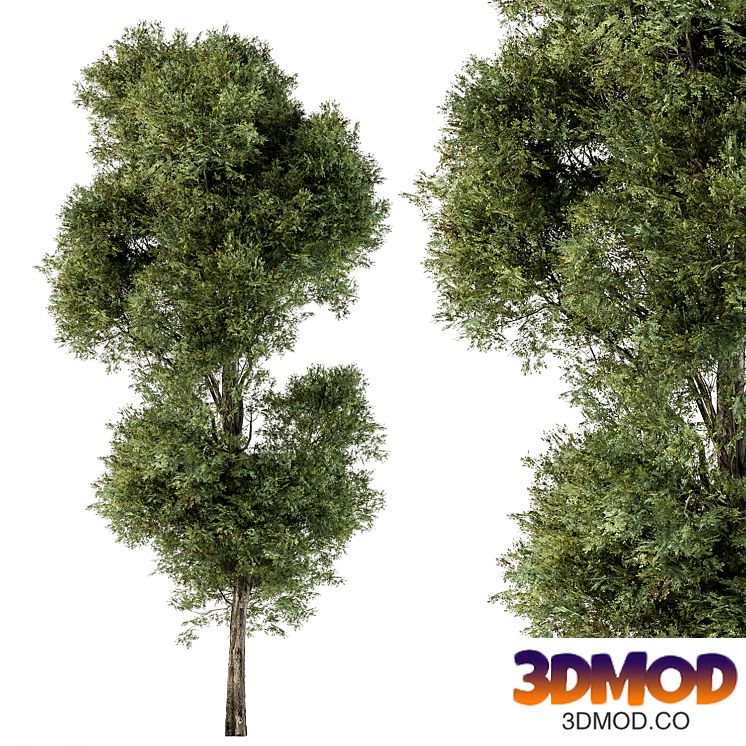 Tree Green Maple - Set 98