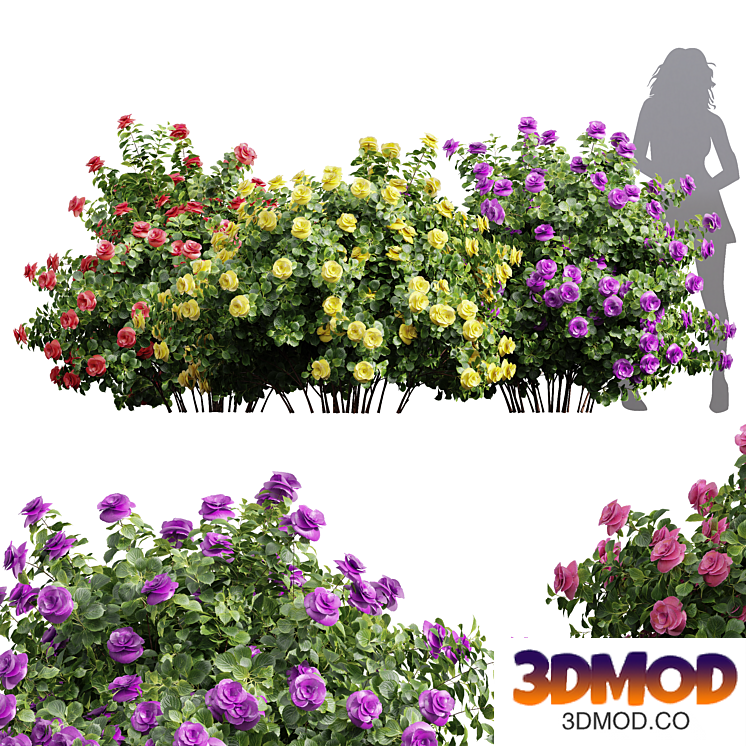 New Plant High detail Climbing Roses Bush
