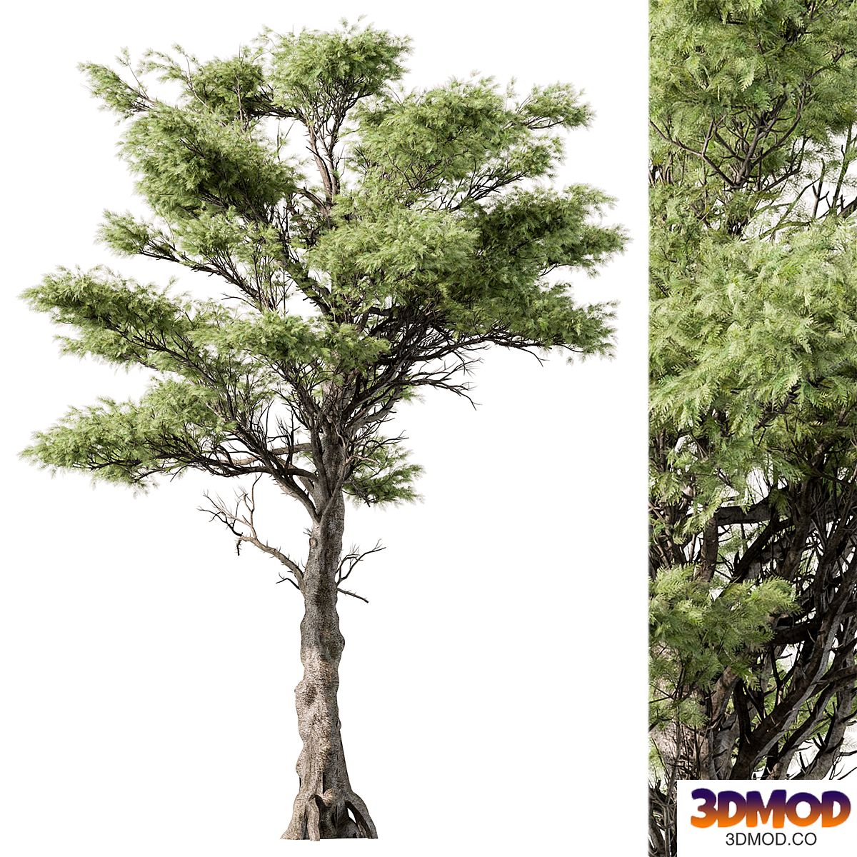 Big Maple Tree - Set 148