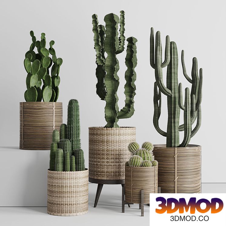 Cactus in basket