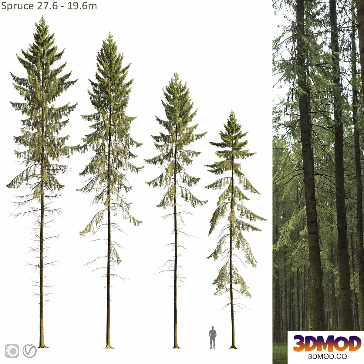 Spruce
