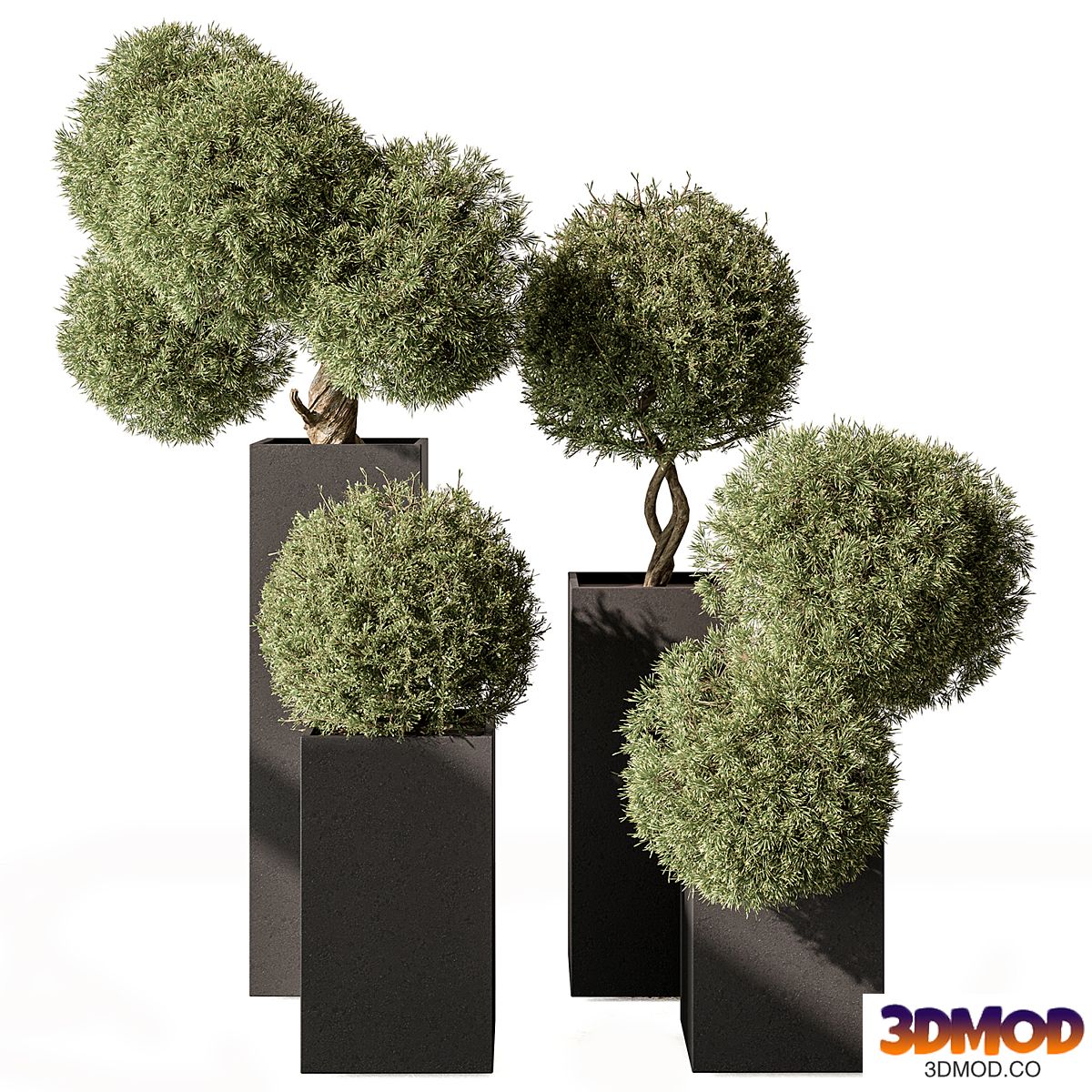 Topiary Plant in Box - Outdoor Plants 445