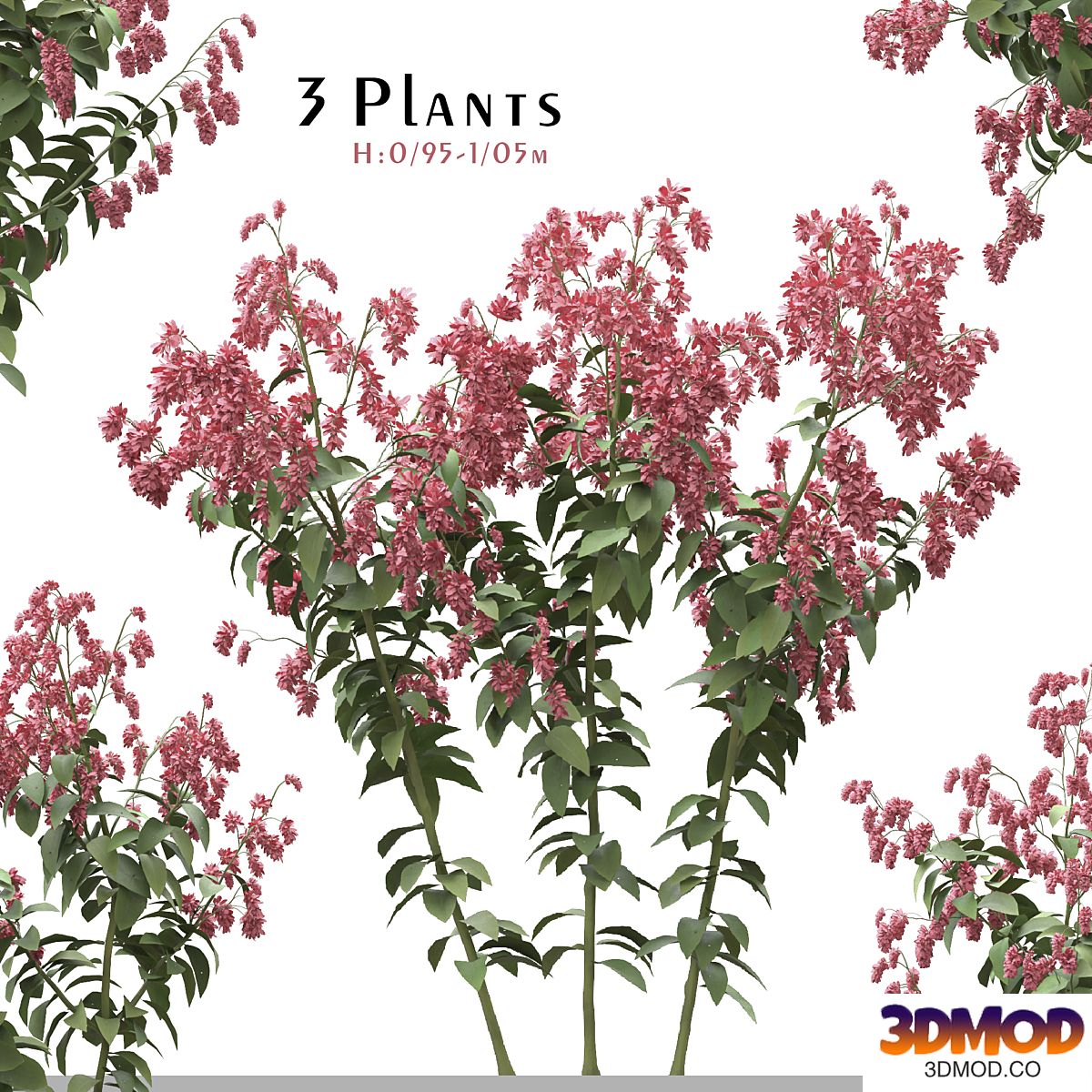 Set of Polygonum Orientale Plant ( Princes Feather ) ( 3 Plants )