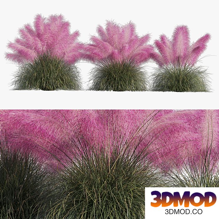 Muhlenbergia Capillaris - Pink Muhly Grass