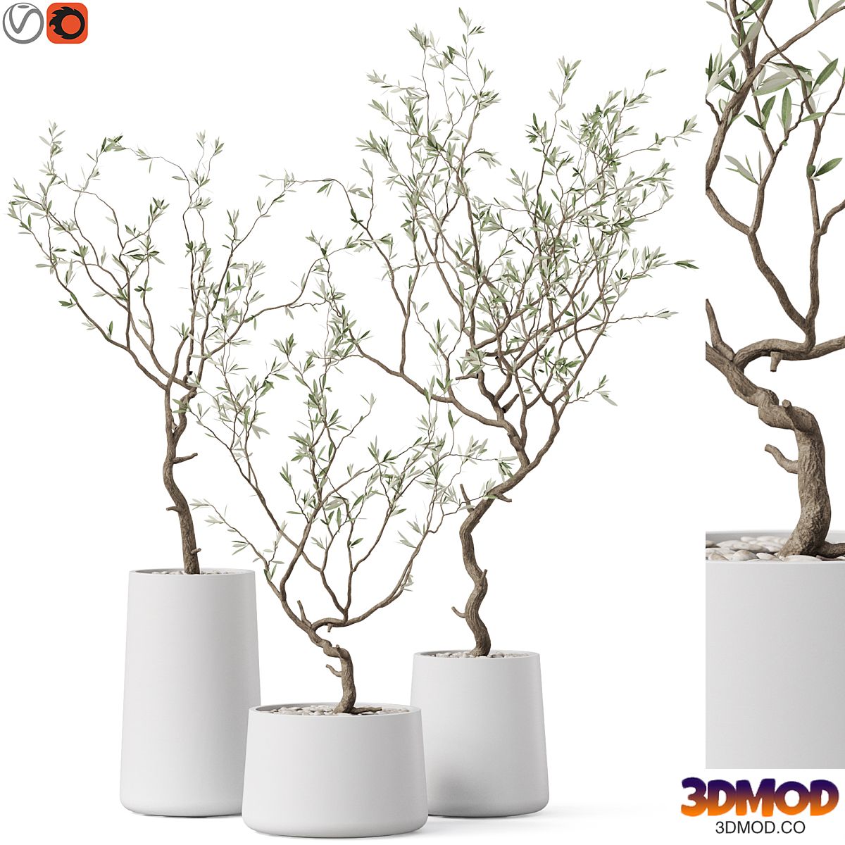 Plants collection 887